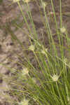 Ware's hairsedge